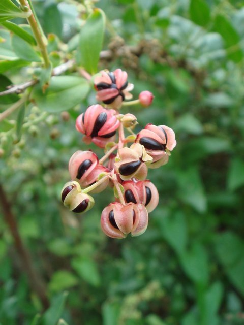 Coriaria japonica fruit P2C
